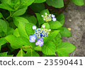 繡球 23590441