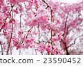 櫻桃樹 23590452