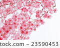 櫻桃樹 23590453