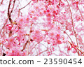 櫻桃樹 23590454