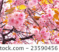 櫻桃樹 23590456