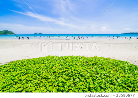 Surfer on Pretty beach and ocean with blue sky 23590677