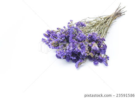 Dry statice flower on white background 23591586