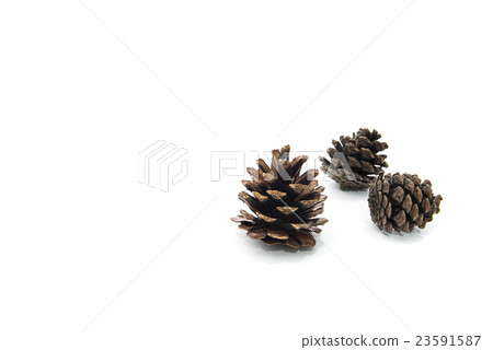 brown pine cone isolated on white background 23591587