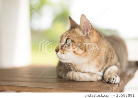 cat sit on the table cat sit on the table 23592091