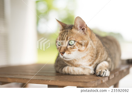 cat sit on the table cat sit on the table 23592092