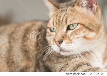 Domestic cat face 23592103