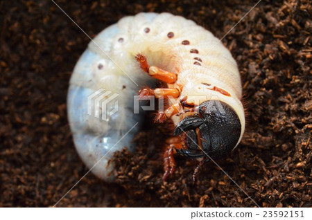 On the larval soil of Heraclus thorniensis On the larval soil of Heraclus thorniensis 23592151