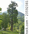 Nakagawa的掃帚Sugi 23592381