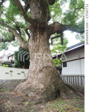 Camphor tree of the Hachiwahara Shrine 23592712