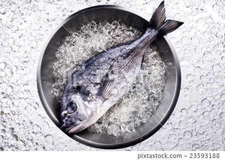 Fresh dorado seafood on ice 23593188