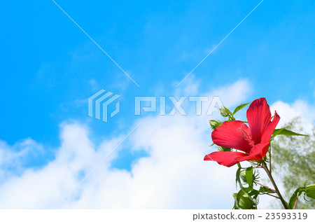 Momiji oi and blue sky 23593319