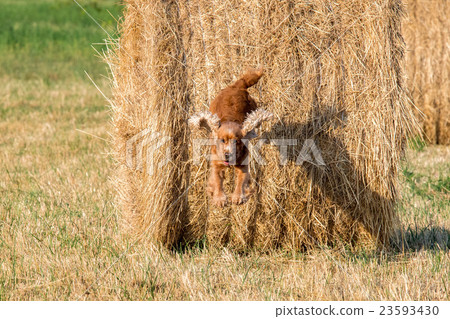 Dog puppy cocker spaniel jumping from wheat ball Dog puppy cocker spaniel jumping from wheat ball 23593430