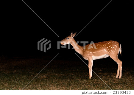 fallow deer at night isolated on black 23593433