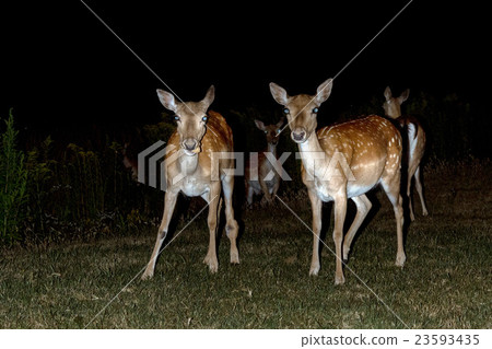 fallow deer at night isolated on black 23593435
