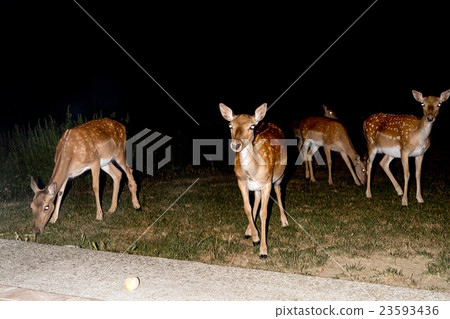 fallow deer at night isolated on black 23593436