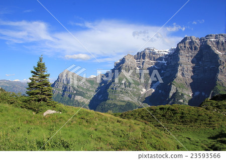 Mt Glarnisch and fir Mt Glarnisch and fir 23593566