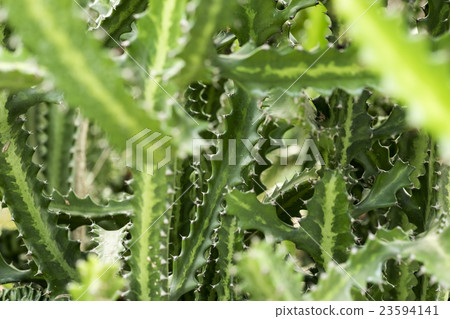 Cactus branches, selective focus, background Cactus branches, selective focus, background 23594141