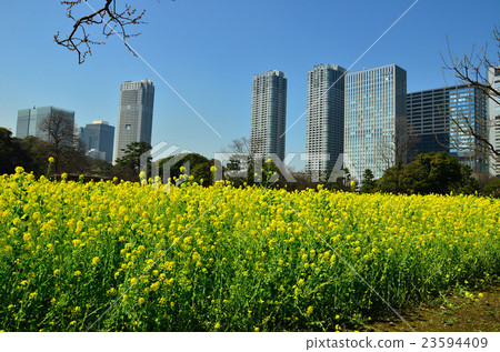 Rape blossoms of Hamarikyu 23594409