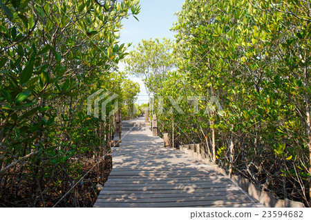 Mangrove forest with wood Walk way in Thailand 23594682