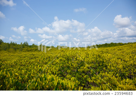 among the Mangrove forest Thailand 23594683