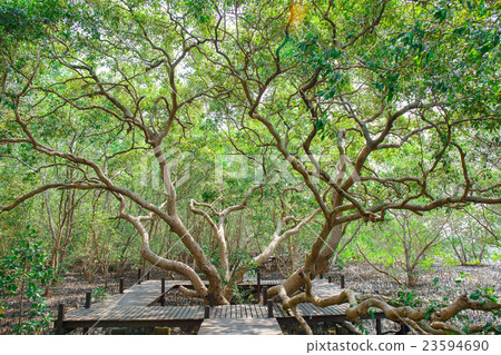 Flooded trees in mangrove rain forest in thailand Flooded trees in mangrove rain forest in thailand 23594690
