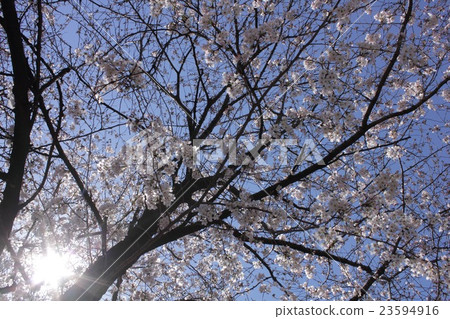 Cherry Blossoms Cherry Blossoms 23594916