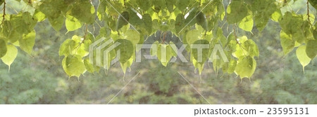 Green pipal leaves for title bar background. Green pipal leaves for title bar background. 23595131