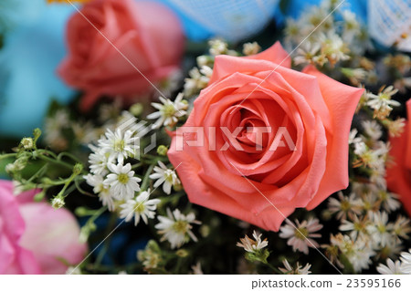 Close up of pink rose in bouquet. 23595166