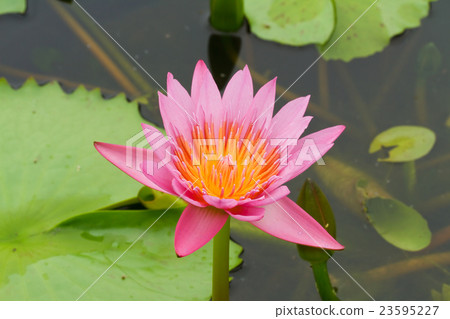 Purple lotus. Purple lotus. 23595227