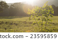 森林和草原被早晨的太陽插入 23595859