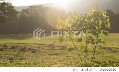 Forest and prairie plugged in by the morning sun 23595859
