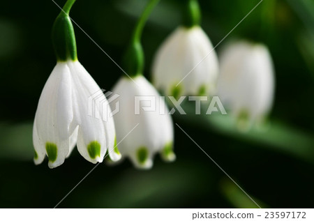 Lily of the valley 23597172