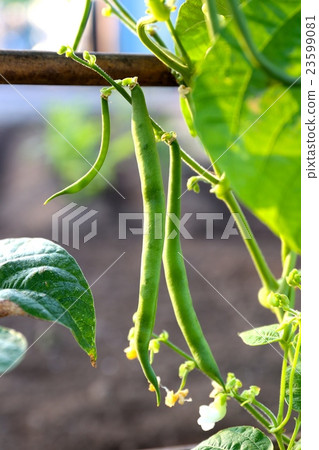 芸豆 芸豆 23599081