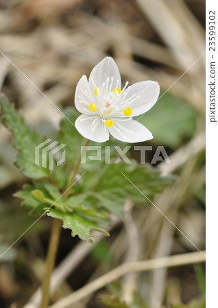 Trisila oblie Trisila oblie 23599102
