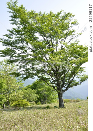 站立在一個白馬土坎的一棵新鮮的綠色山毛櫸 站立在一個白馬土坎的一棵新鮮的綠色山毛櫸 23599117