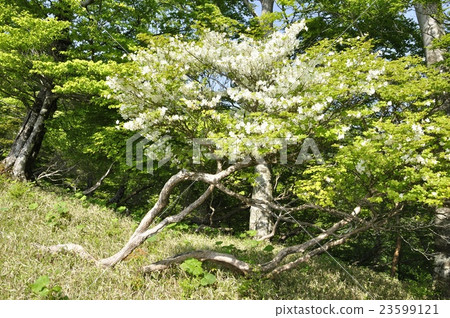 Shiro Yoshiki blooming in May 23599121