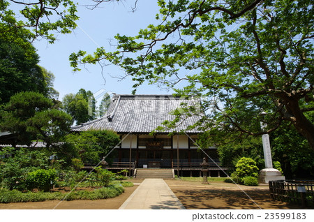 Golden Board 23599183