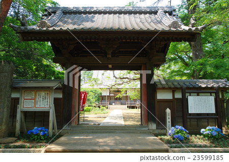 Golden Board 23599185