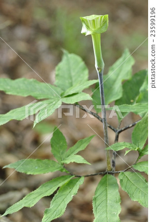 Haworthba Tennanshaw 23599196