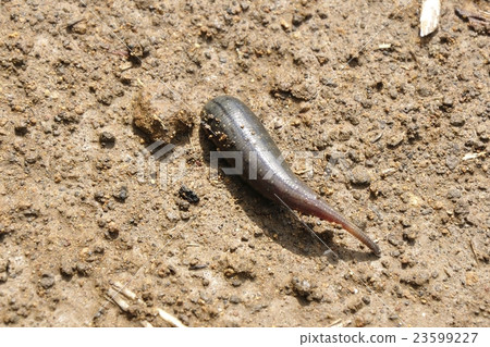 Mountain worm Mountain worm 23599227