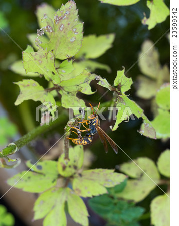 Hornet 23599542