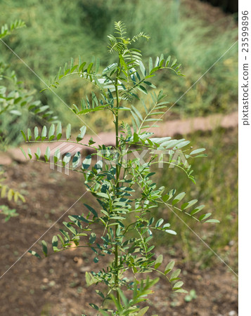 西班牙甘草藥用植物 23599896