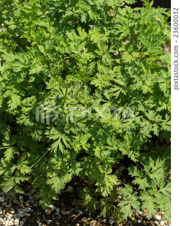 Senkyu藥用植物 Senkyu藥用植物 23600032