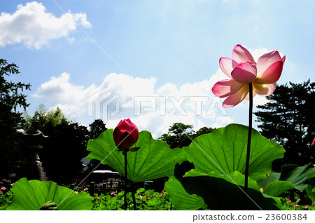 Iga八幡宮的荷花池 23600384