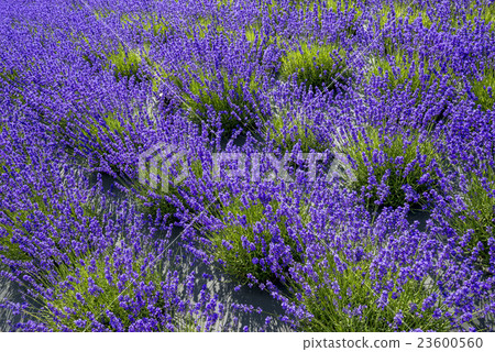 lavender 23600560
