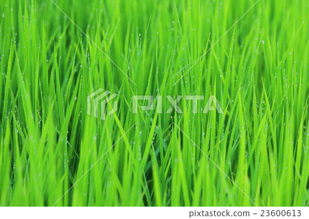 清晨的米飯 清晨的米飯 23600613