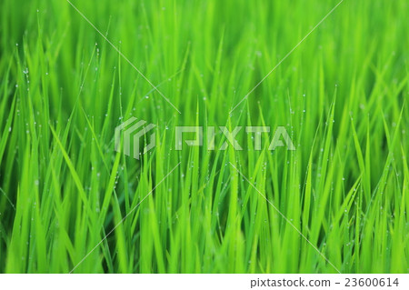 清晨的米飯 清晨的米飯 23600614