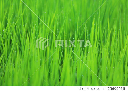 Early morning rice Early morning rice 23600616