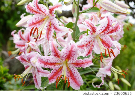 Yuri Yuri Lilies Lily of flowers Yuri Yuri Lilies Lily of flowers 23600635